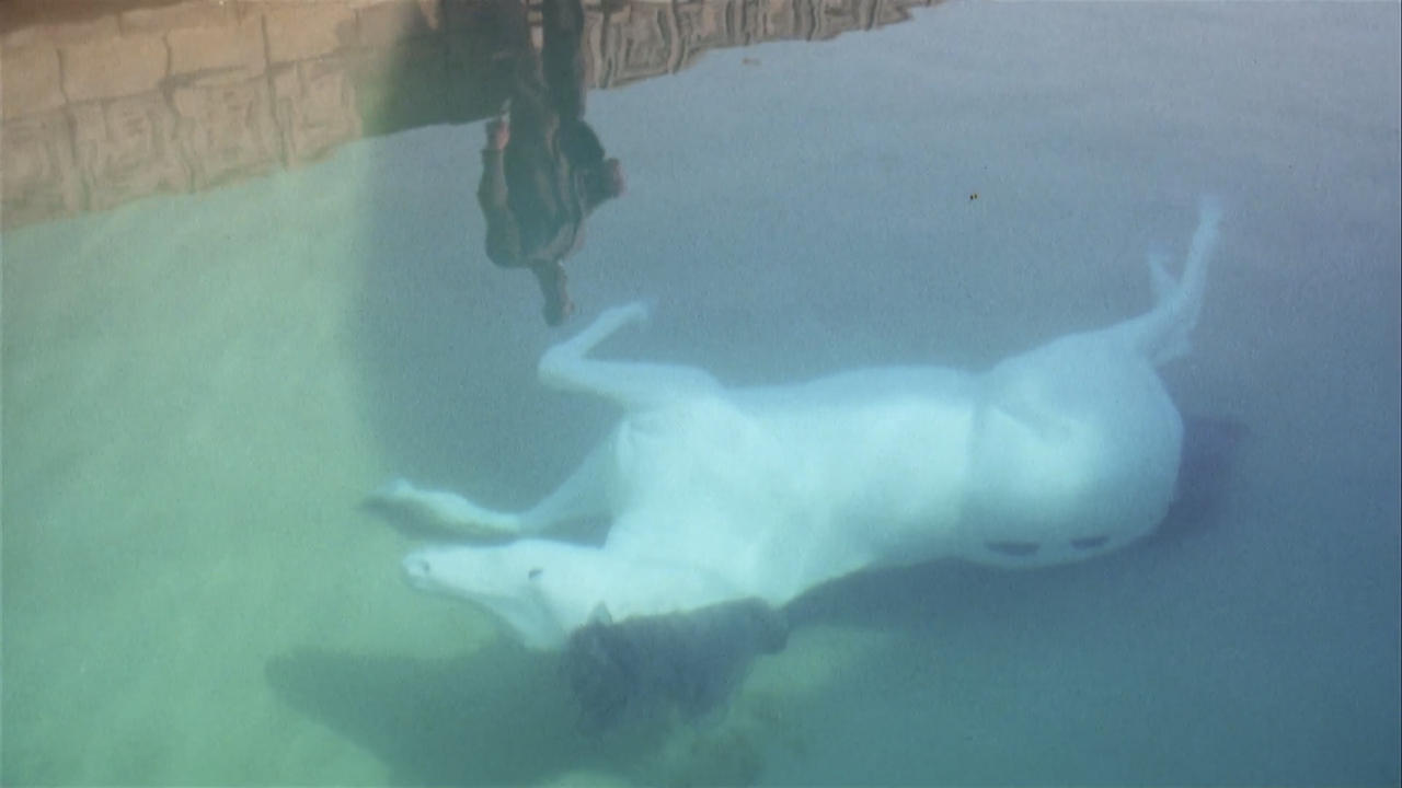 Backdrop image for movie The Day of the Locust