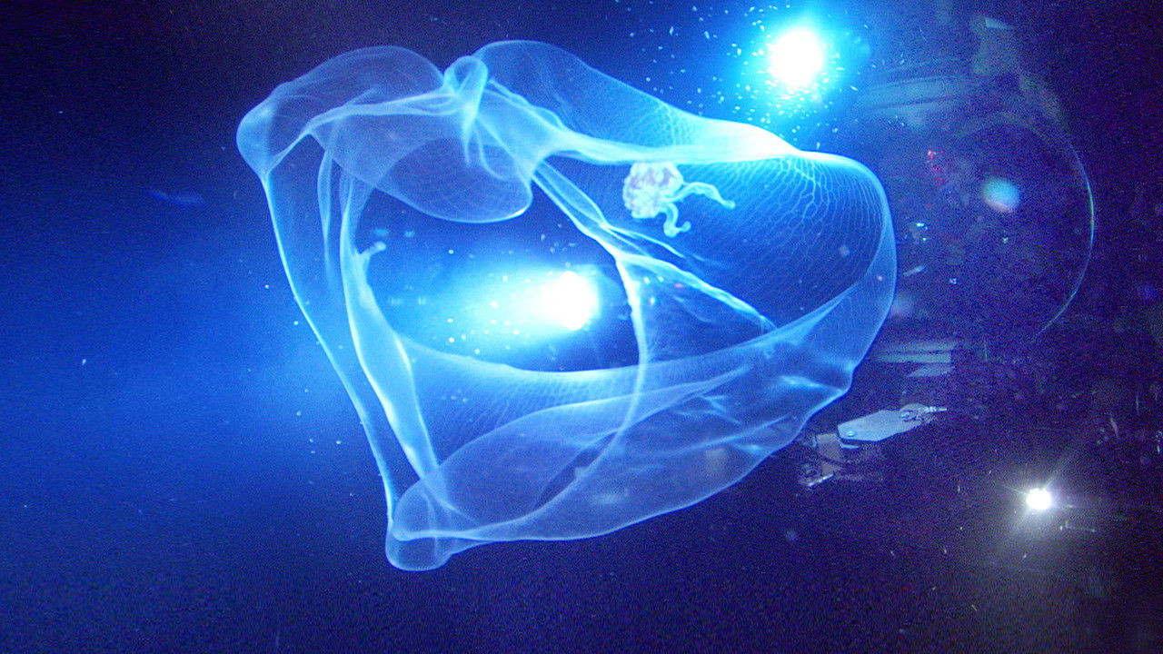 Backdrop image for movie Aliens of the Deep