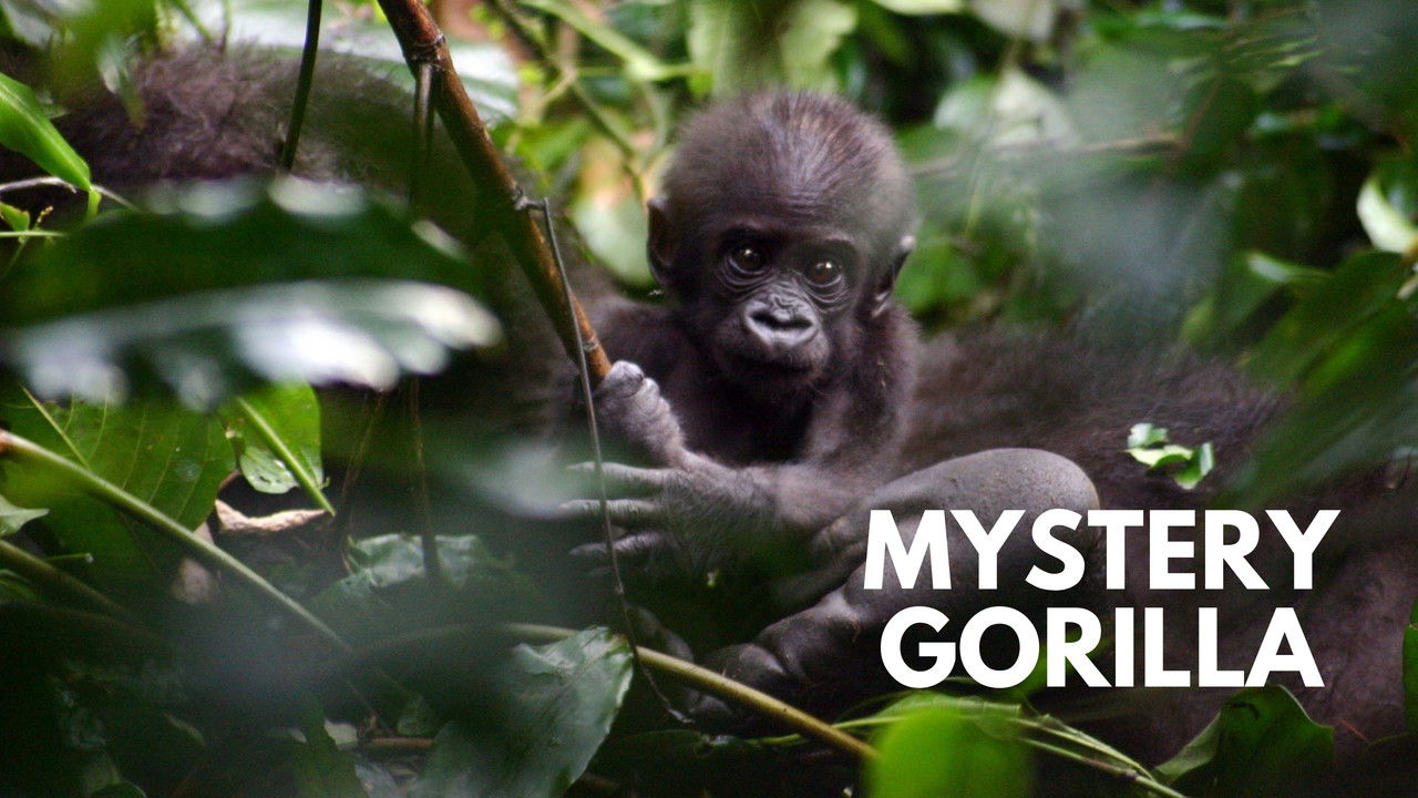 Backdrop image for movie De mystiske gorillaer