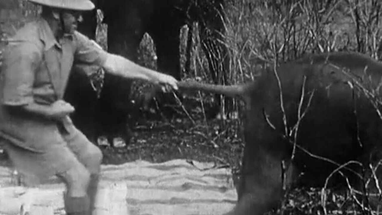 Backdrop image for movie Indian Elephants in the Service of Man