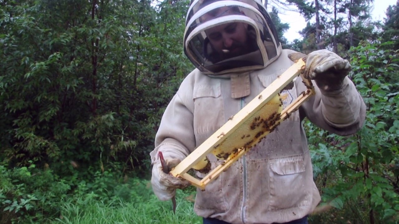 Backdrop image for movie The Bearded Beekeeper