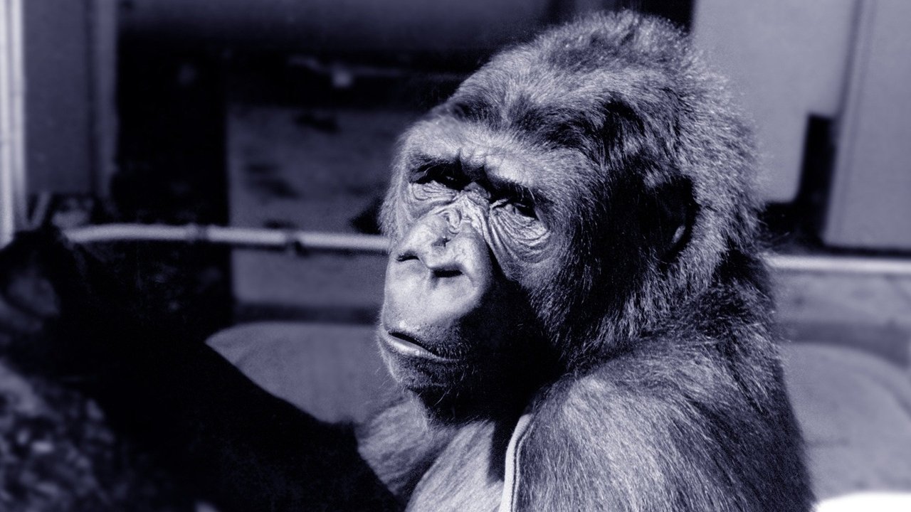Backdrop image for movie Koko: A Talking Gorilla