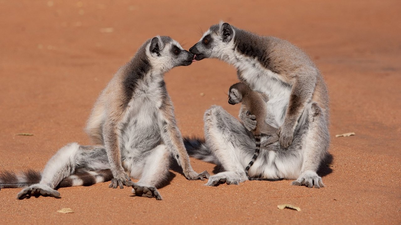 Backdrop image for movie Island of Lemurs: Madagascar
