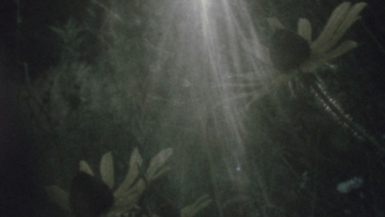 Backdrop image for movie Fog on the Mountain