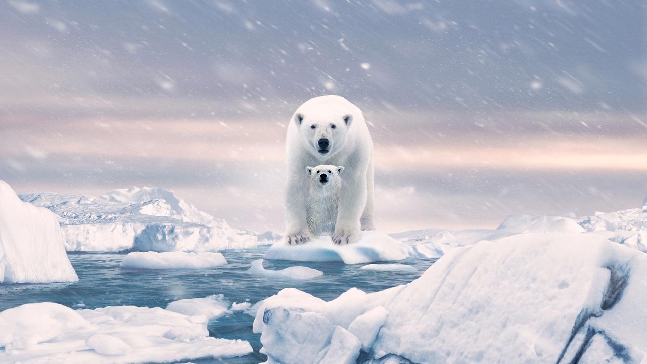 Backdrop image for movie Polar Bear