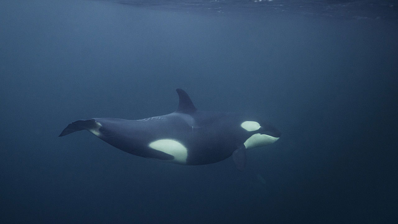 Backdrop image for movie NORWAY´S MAGICAL FJORDS