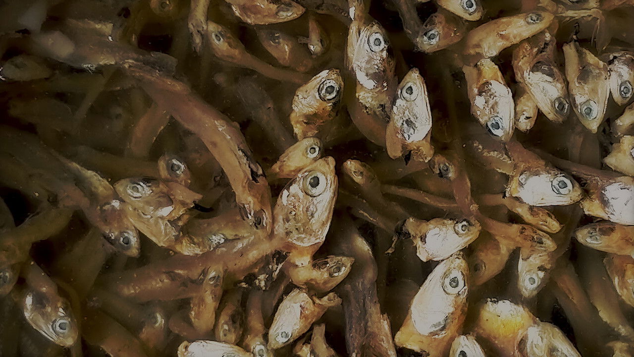 Backdrop image for movie Fishing Dreams