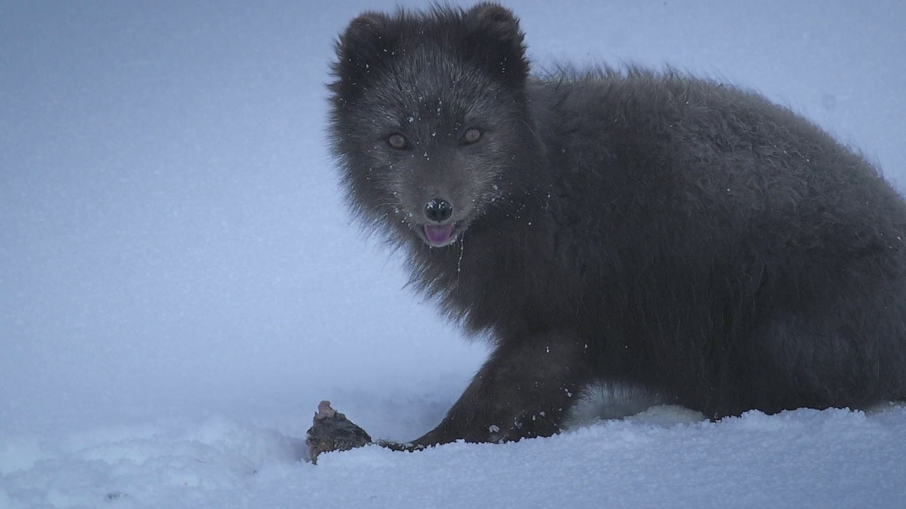 Backdrop image for movie The Arctic Fox: Still Surviving