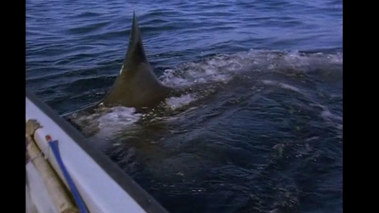 Backdrop image for movie Great White Shark