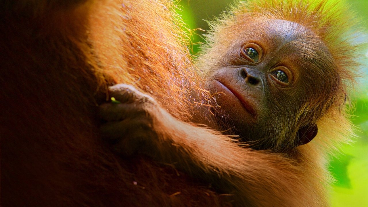 Backdrop image for movie Secret Lives of Orangutans