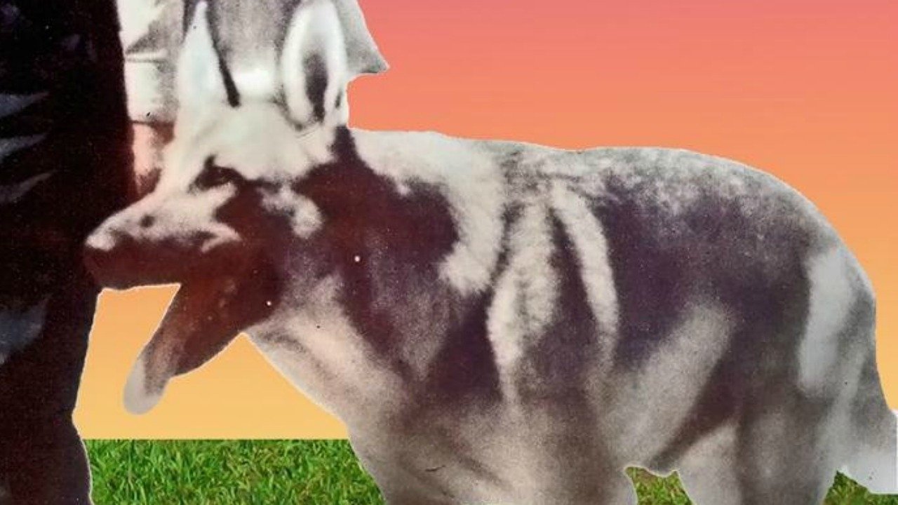 Backdrop image for movie My Dog Shep