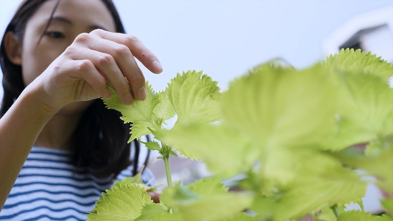 Backdrop image for movie Shiso
