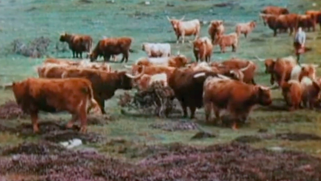 Backdrop image for movie A Wee Bit of Scotland