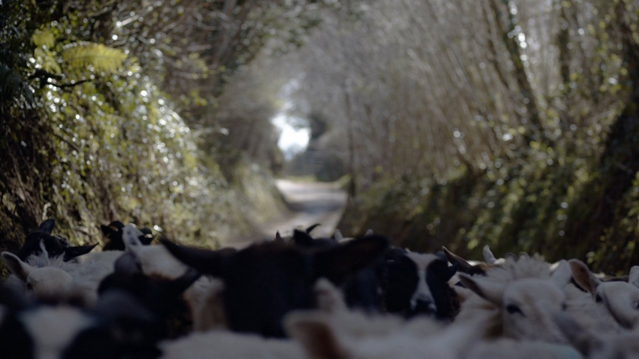 Backdrop image for movie The Gentleman Farmer
