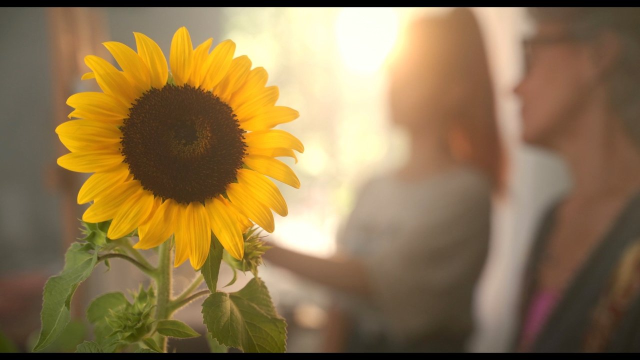 Backdrop image for movie Sunflower