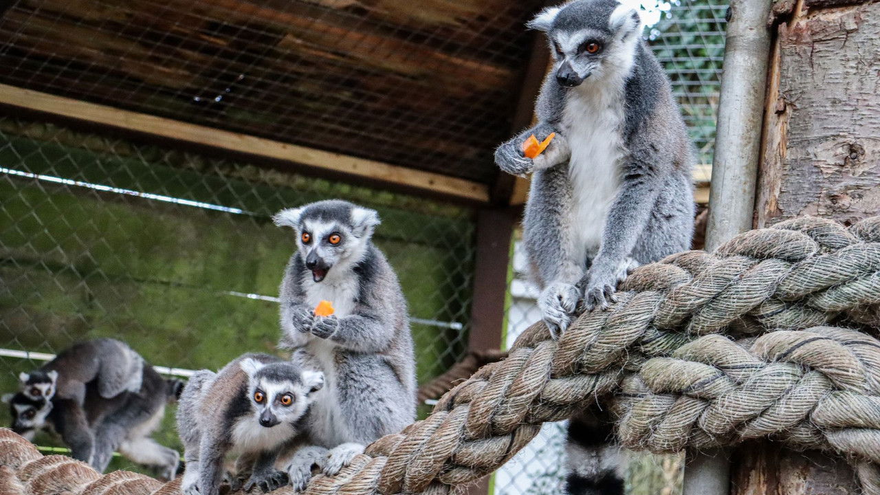 Backdrop image for movie Knockhatch Animal Conservation: A Short Documentary