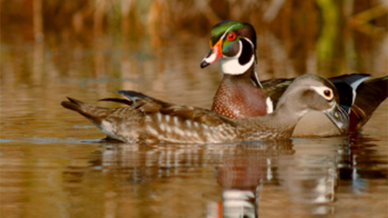 Backdrop image for movie PBS Nature - An Original DUCKumentary