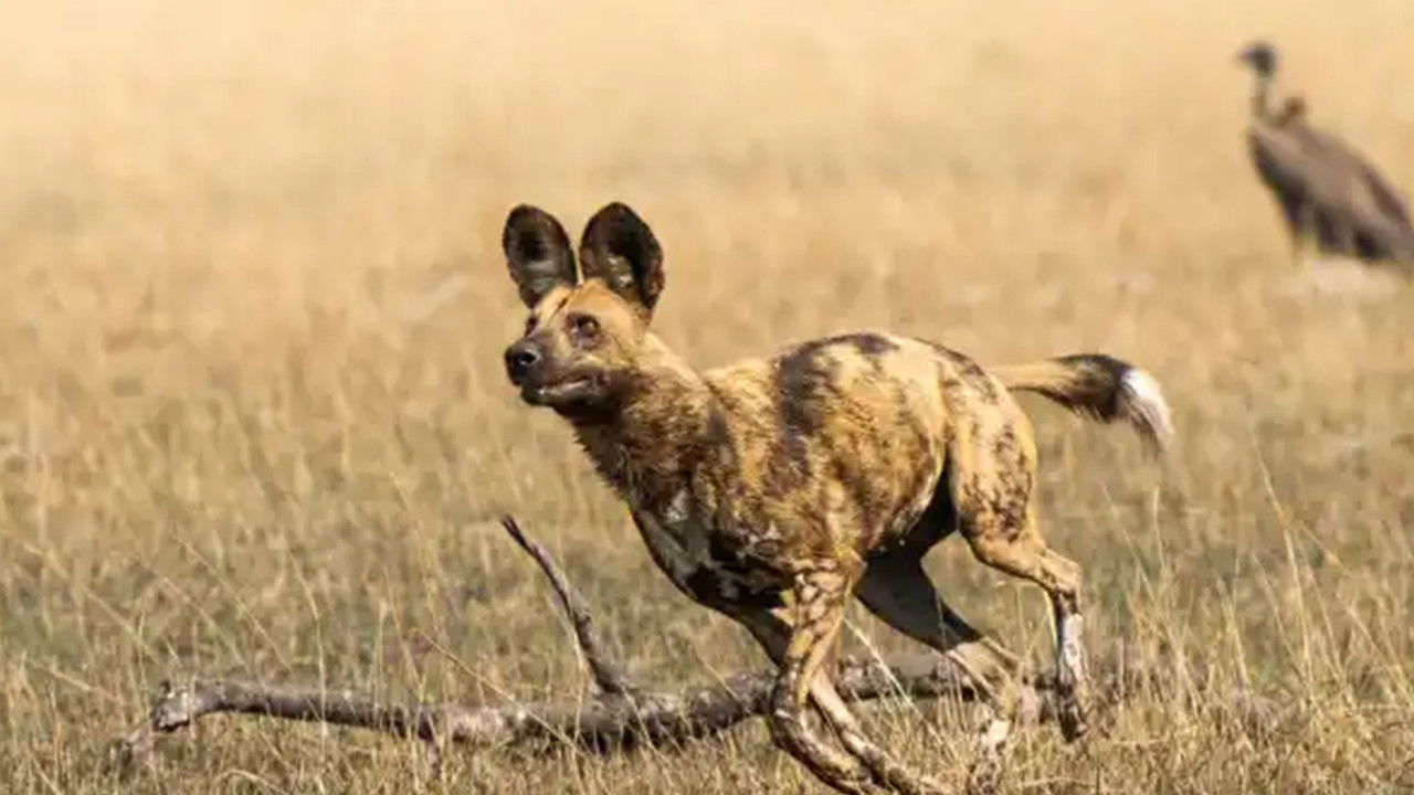 Backdrop image for movie African Adventure: Safari in the Okavango
