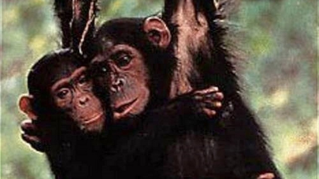 Backdrop image for movie Among the Wild Chimpanzees