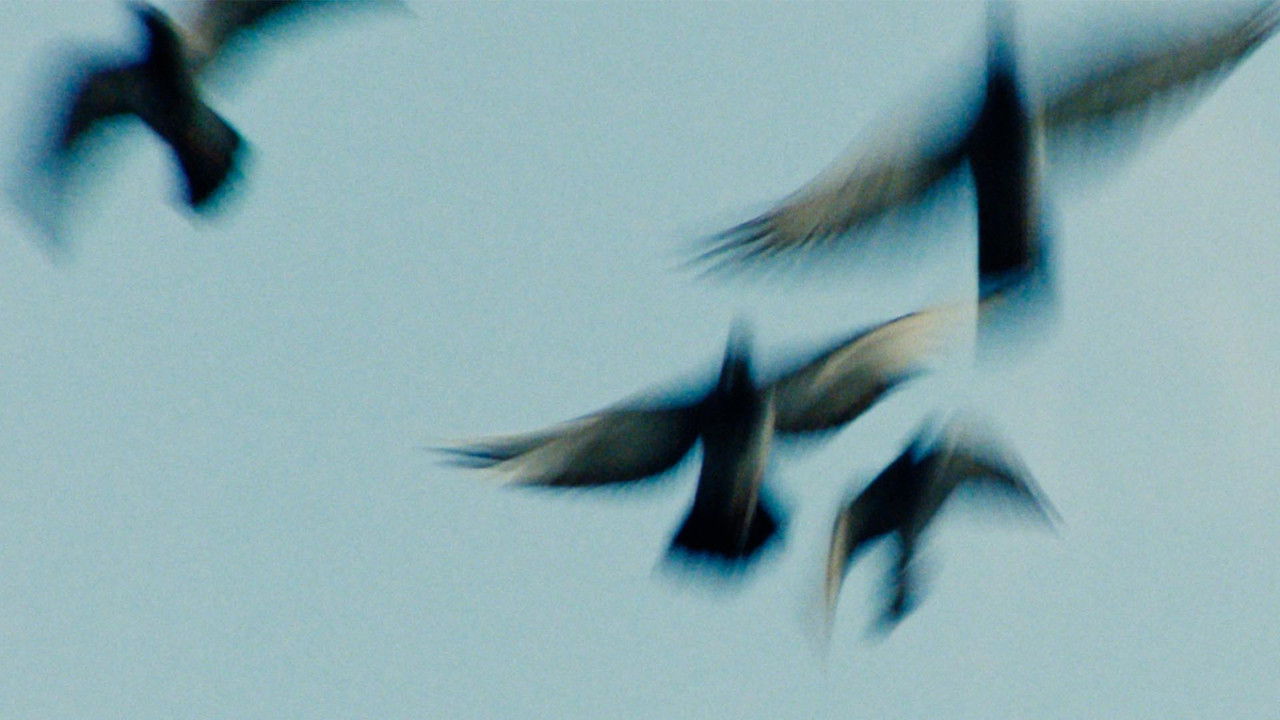 Backdrop image for movie Pigeonman