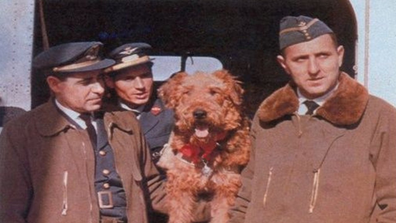 Backdrop image for movie The Ballad of Hector the Stowaway Dog