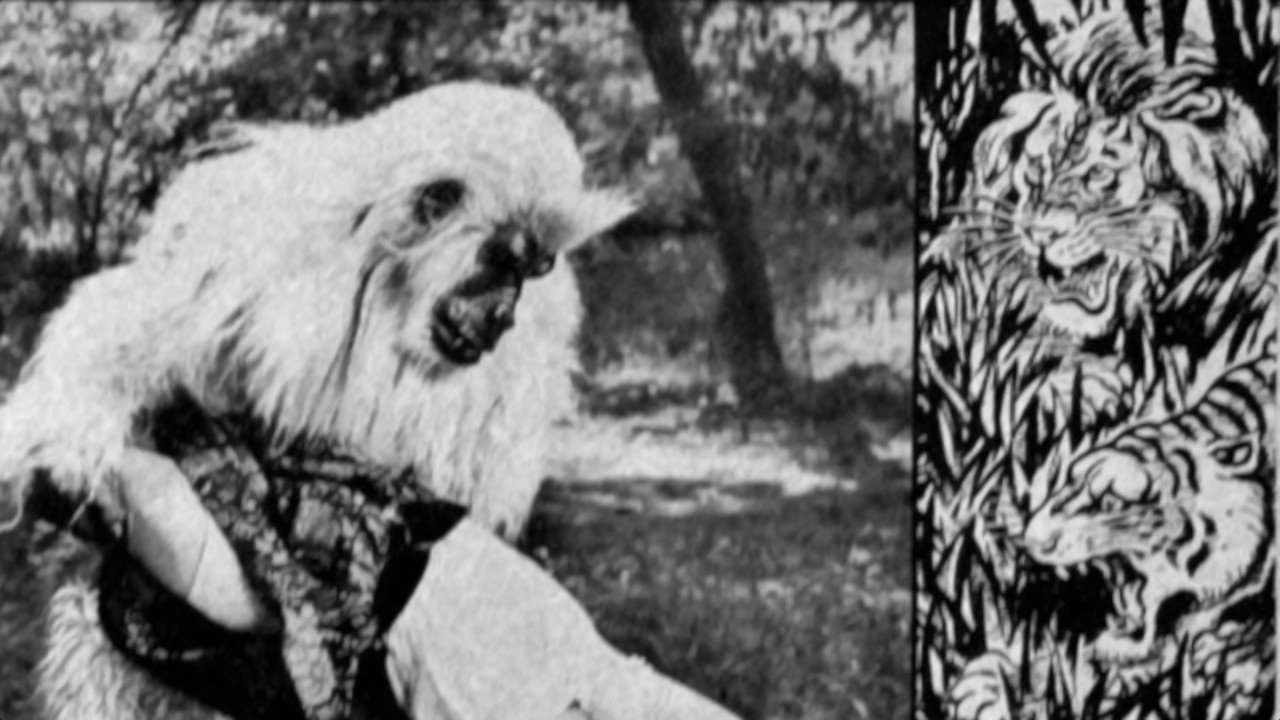 Backdrop image for movie The White Gorilla