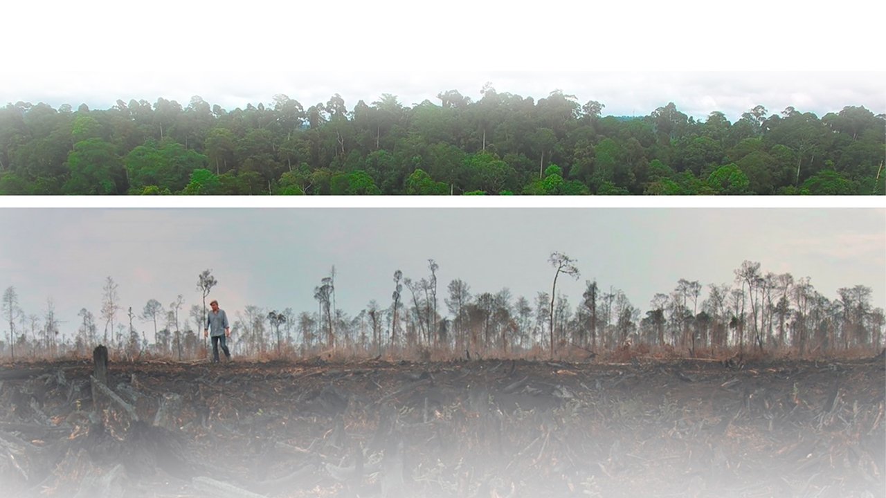 Backdrop image for movie The Green Lie