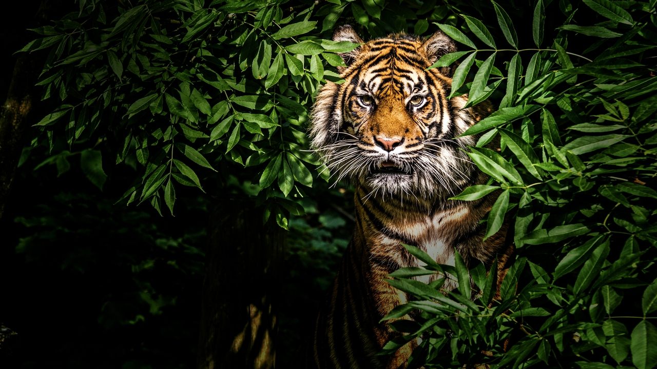 Backdrop image for movie Thailand's Wild Cats