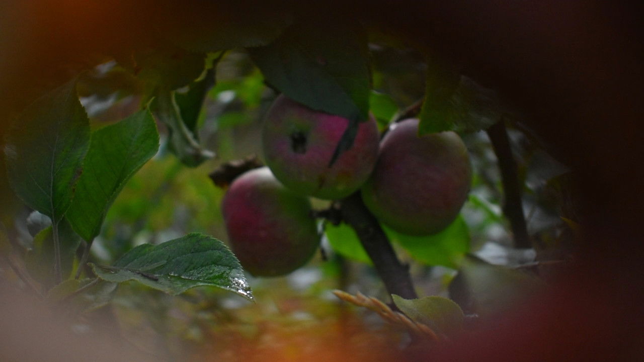 Backdrop image for movie We Exist Triply