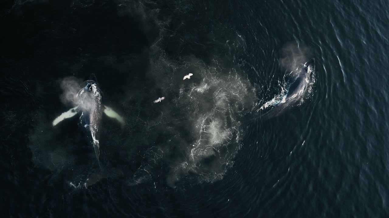 Backdrop image for movie The Whale and the Raven