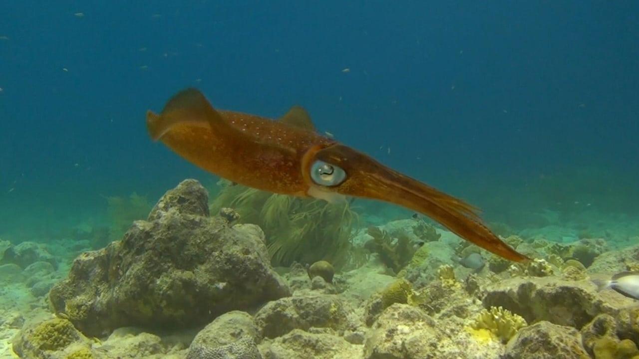 Backdrop image for movie Amazing Ocean 3D