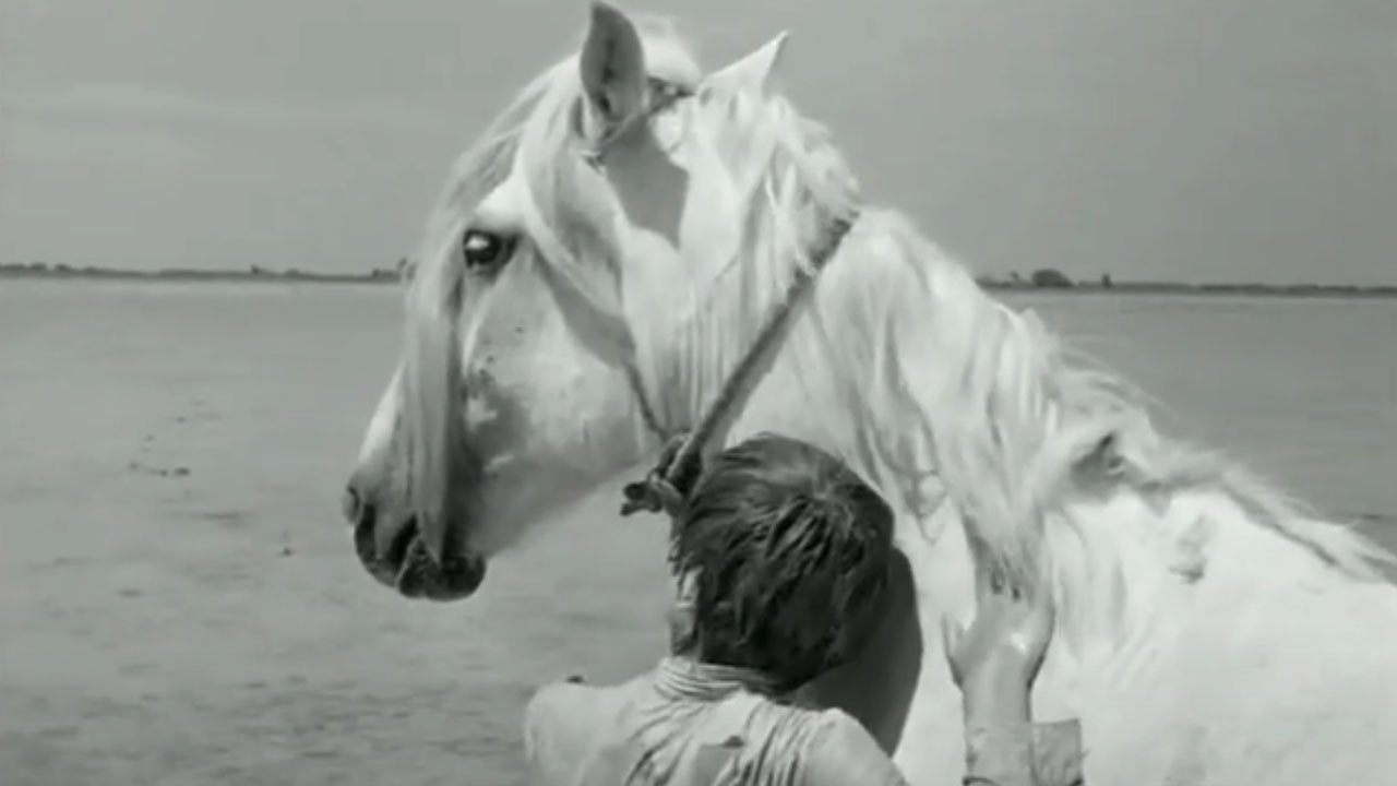 Backdrop image for movie White Mane