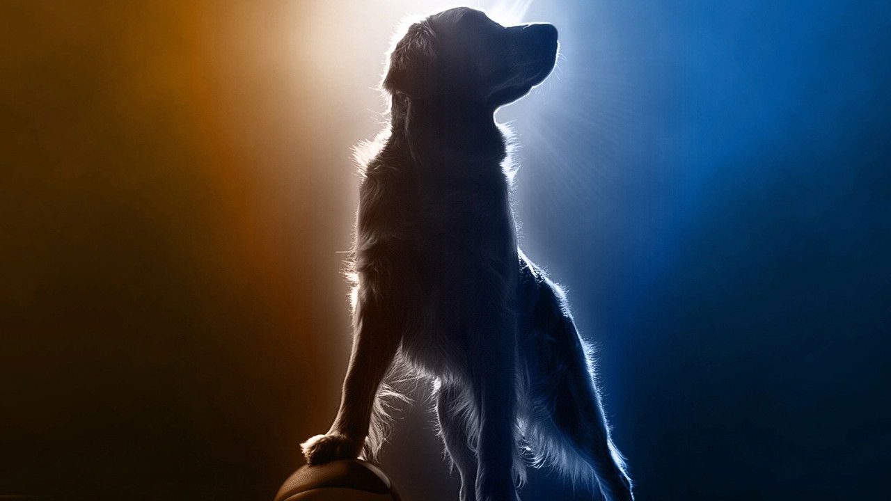 Backdrop image for movie Air Bud Returns