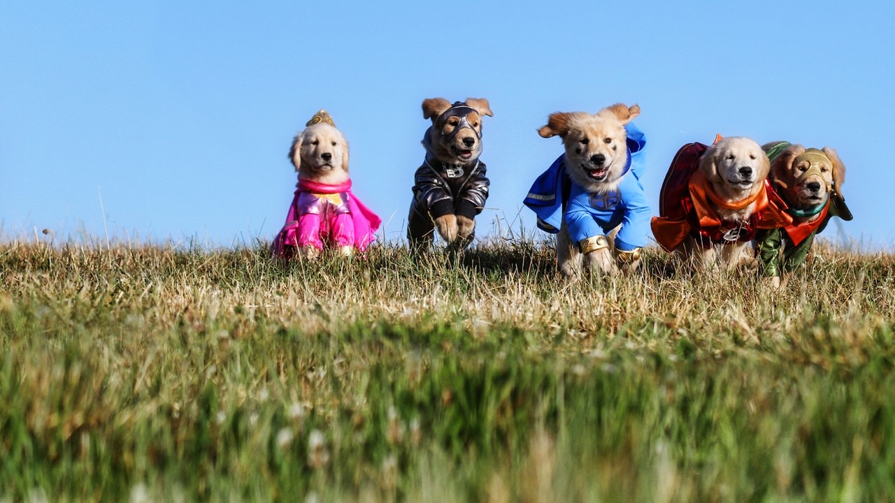 Backdrop image for movie Super Buddies