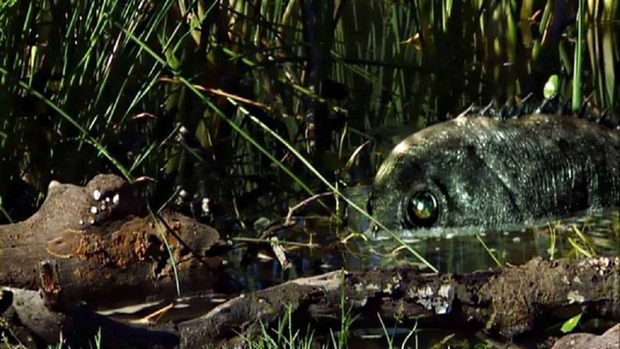 Backdrop image for movie Razortooth