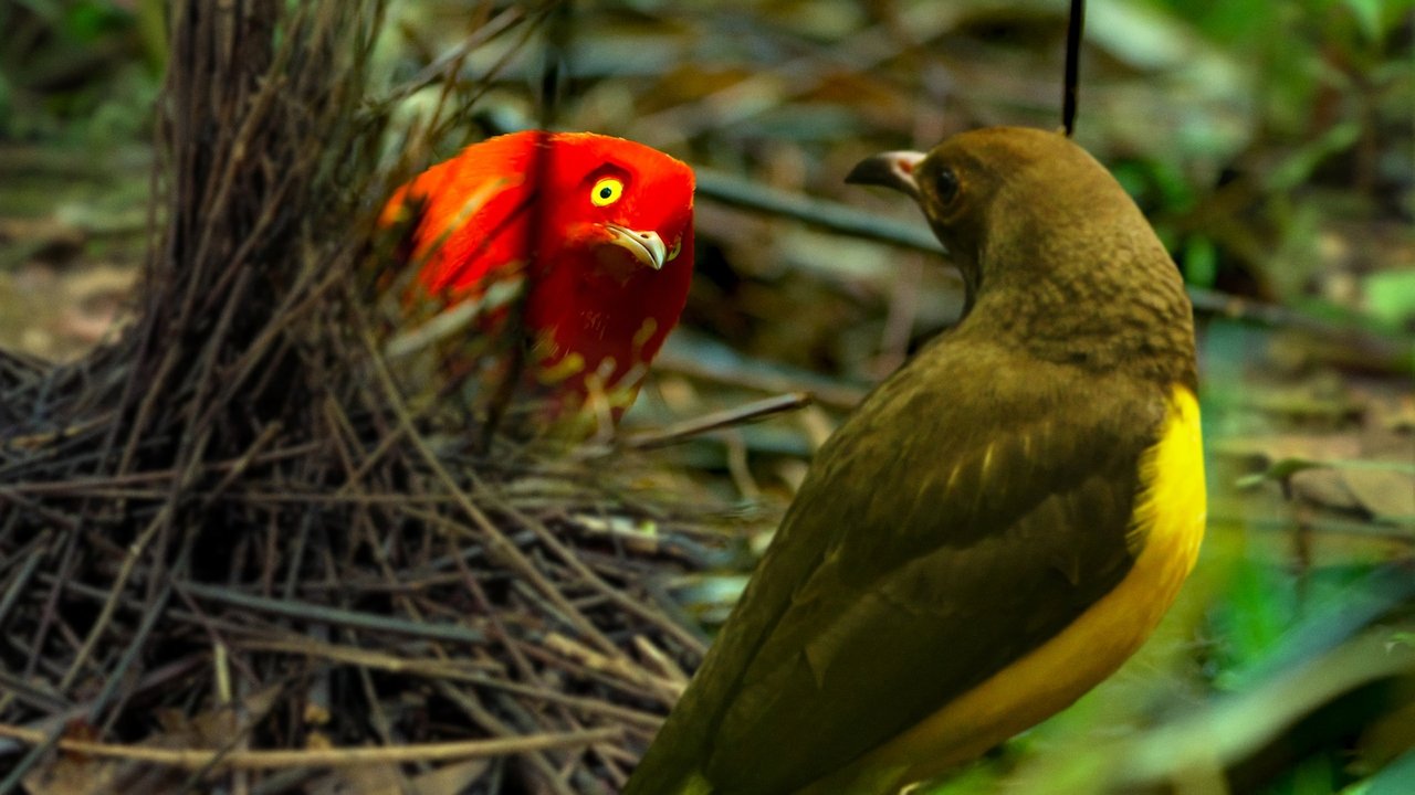 Backdrop image for movie Dancing with the Birds