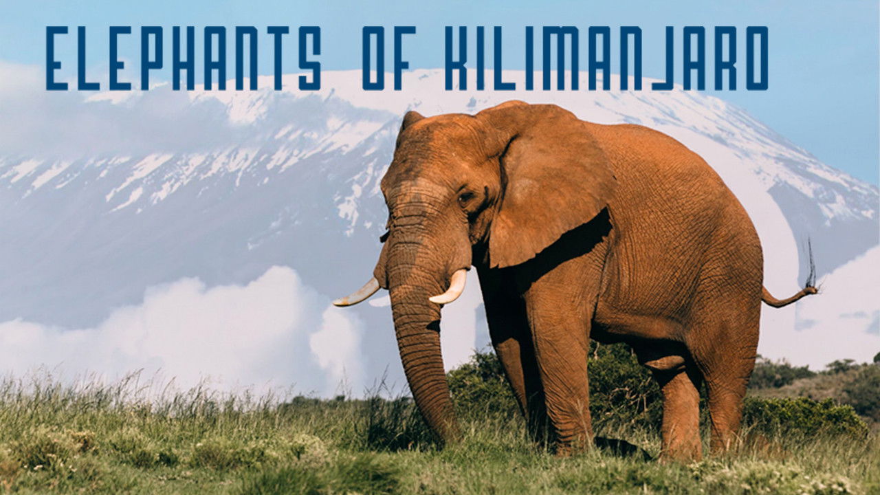 Backdrop image for movie Elephants of Kilimanjaro