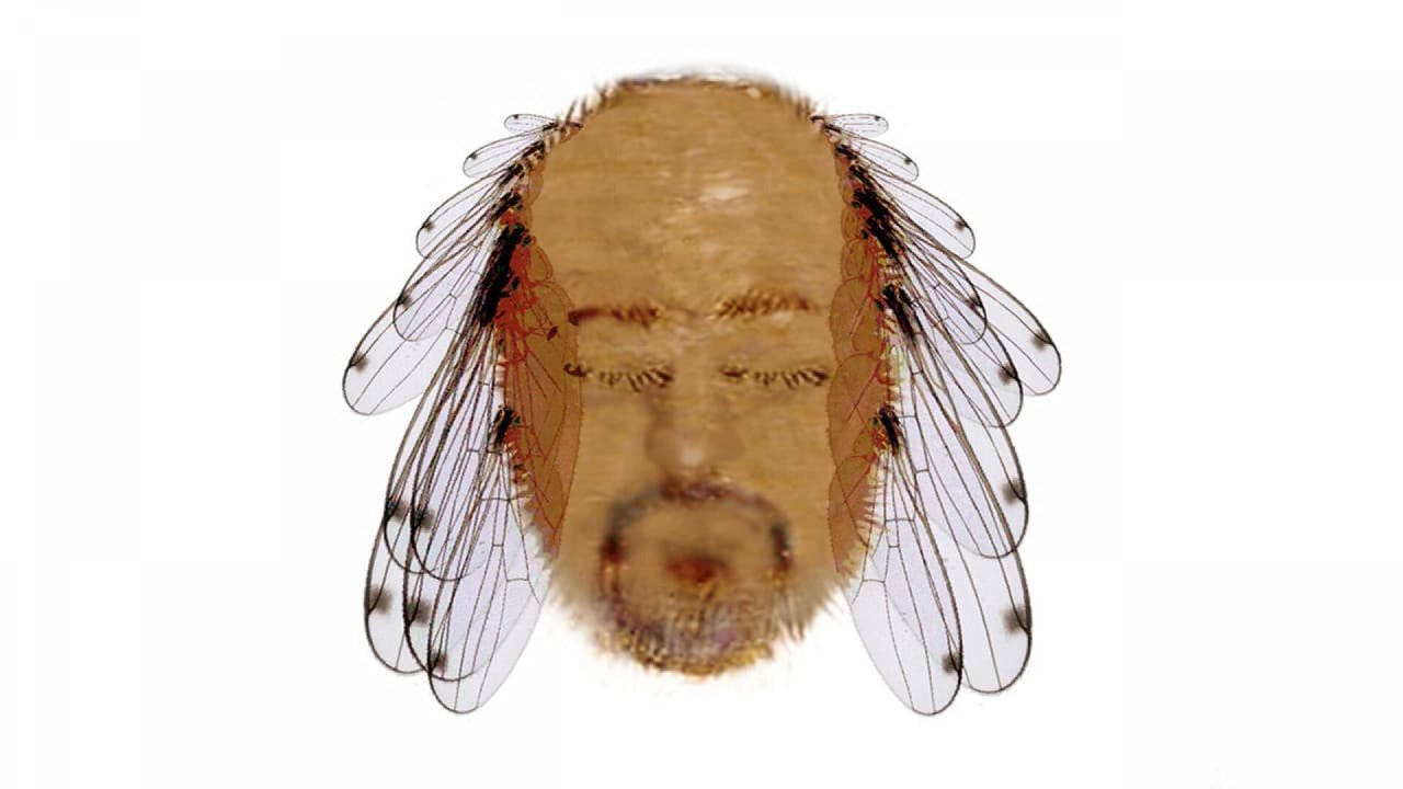 Backdrop image for movie Bill Bailey: Tinselworm