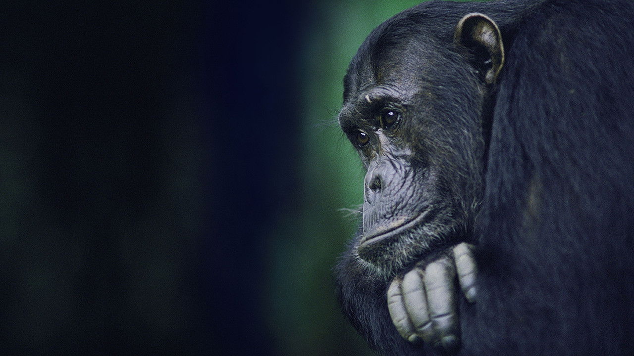 Backdrop image for movie Kingdom of the Apes: Battle Lines