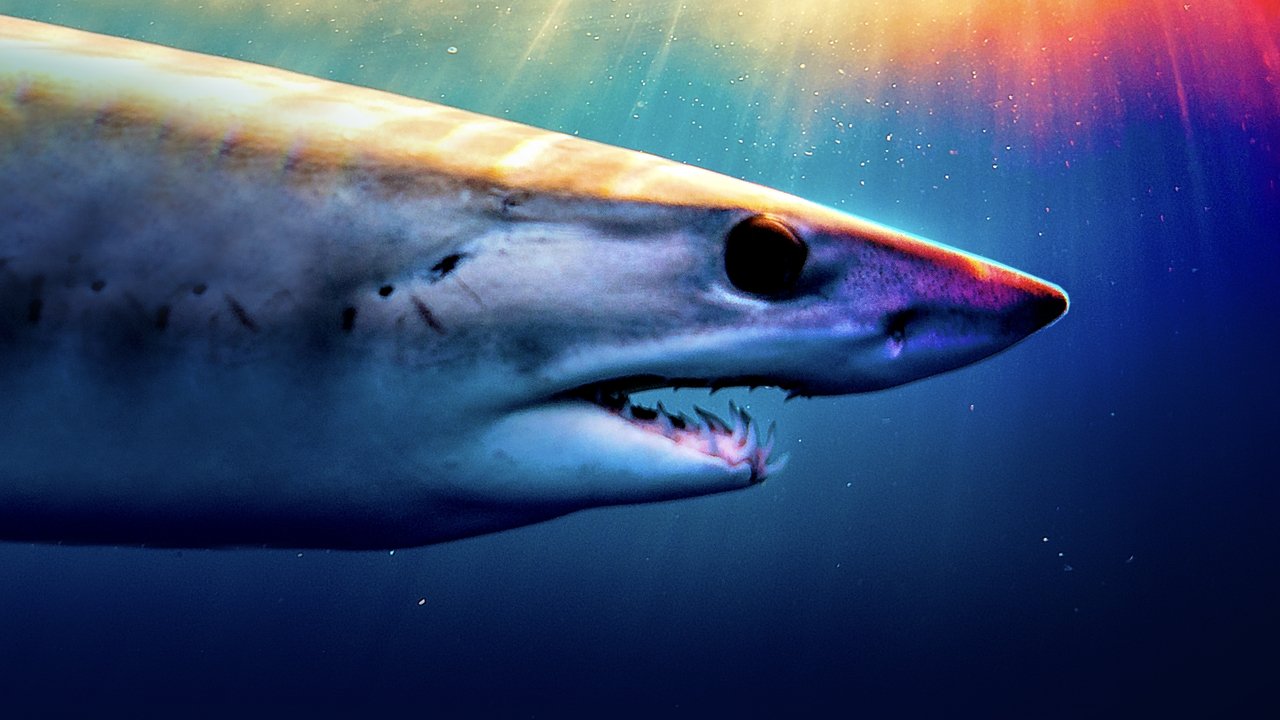 Backdrop image for movie Shark Superpower