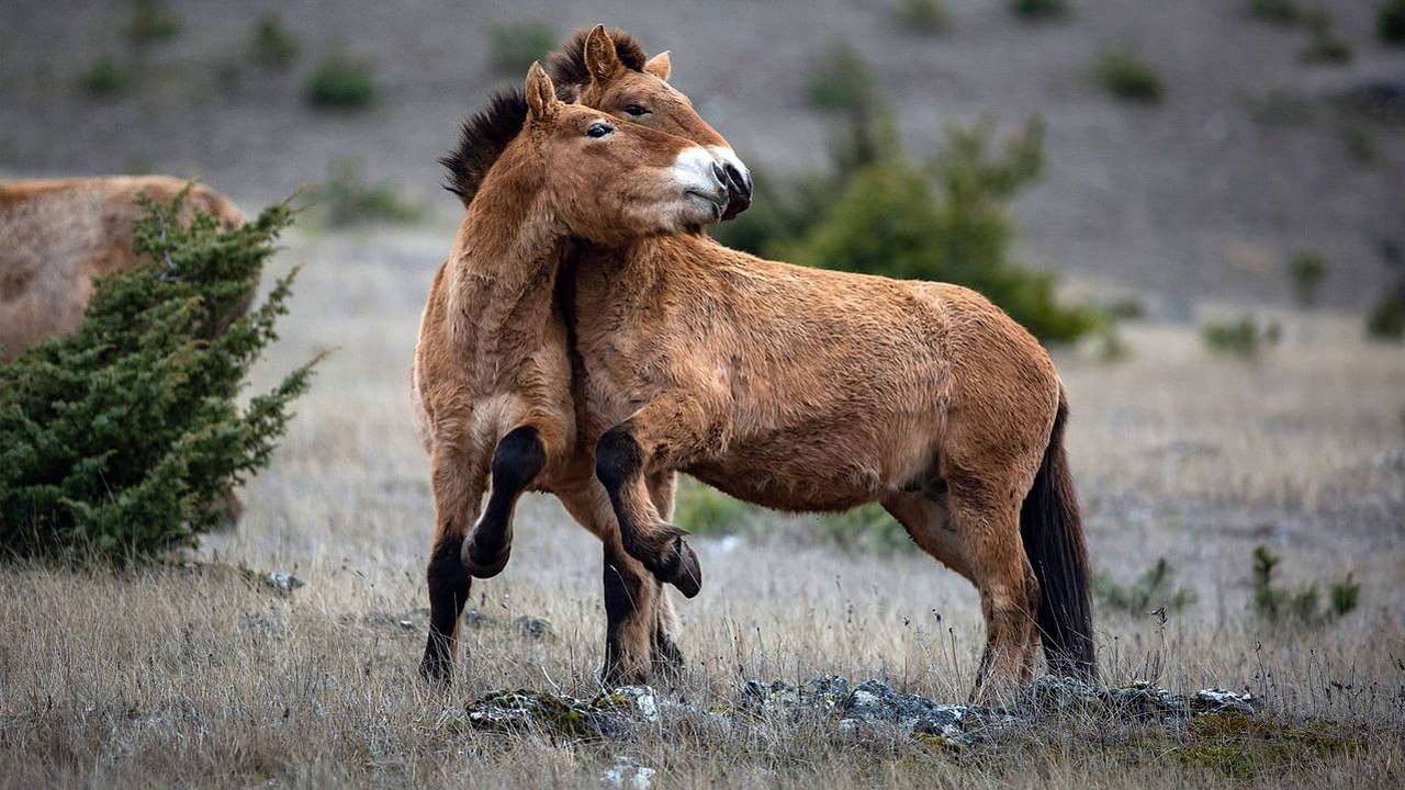 Backdrop image for movie Living Among the Living