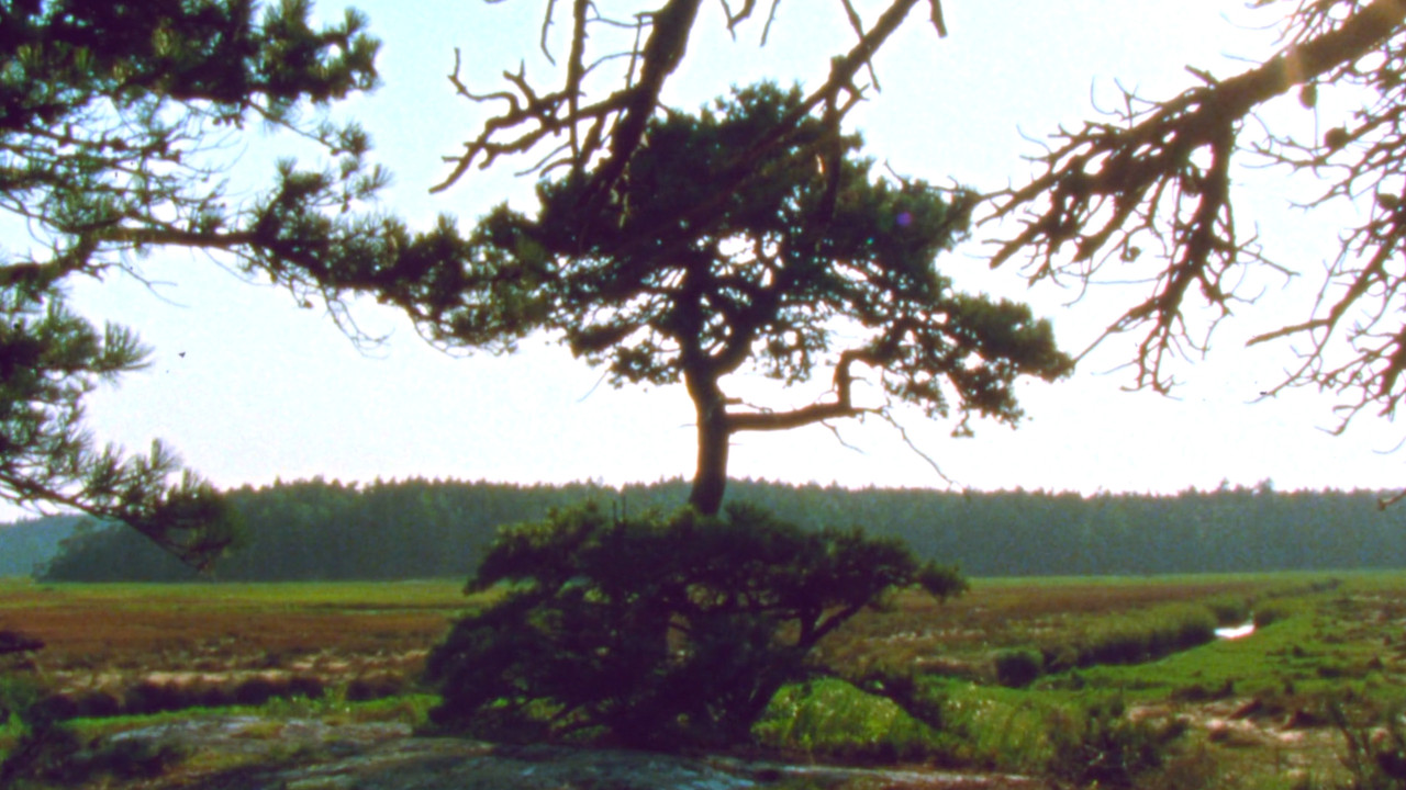 Backdrop image for movie Jasper Beach and The Salt Marsh