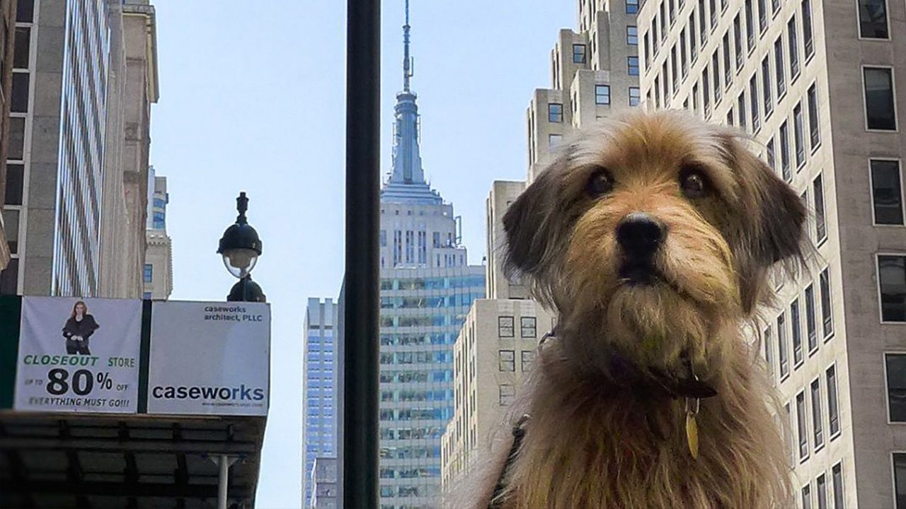 Backdrop image for movie Benji