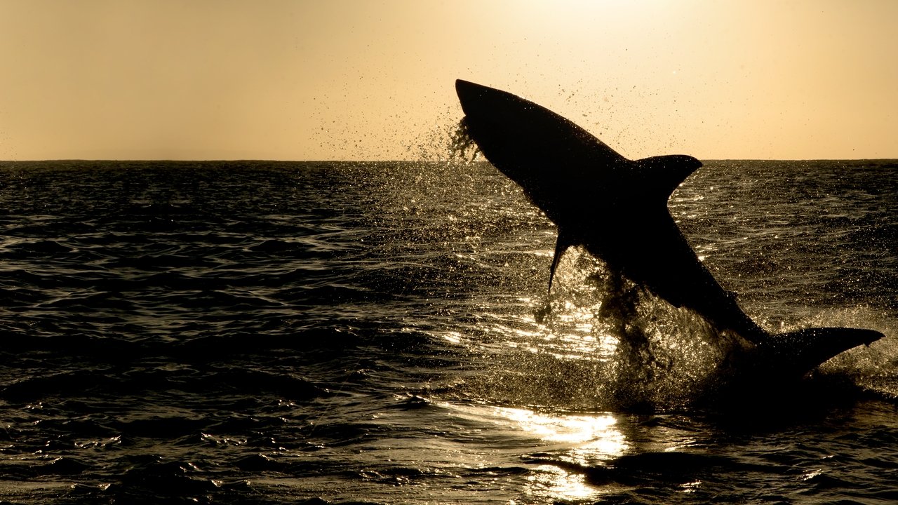 Backdrop image for movie Big Sharks Rule