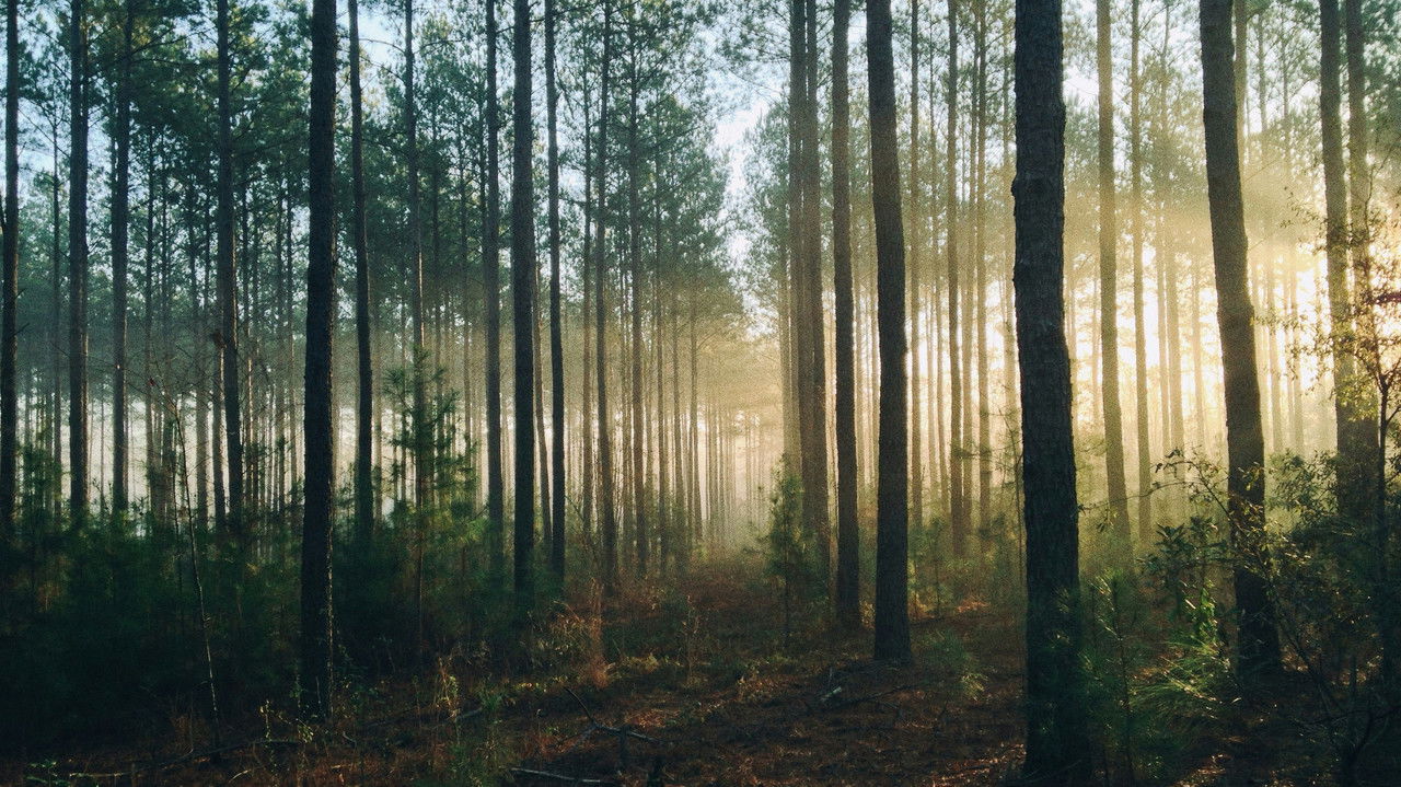 Backdrop image for movie Into The Woods (AUS Productions)