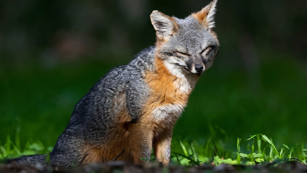 Backdrop image for movie Le renard qui a sauvé son île