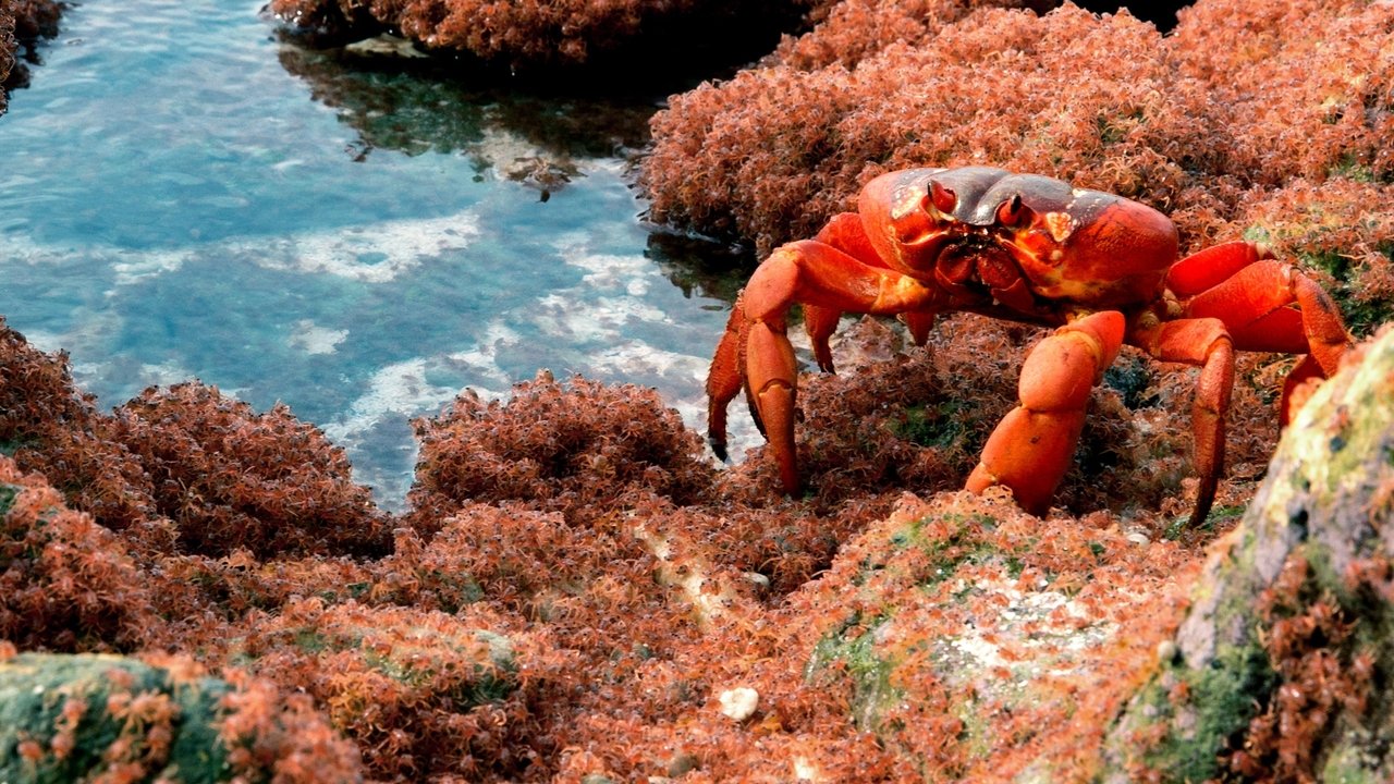 Backdrop image for movie The Giant Robber Crab