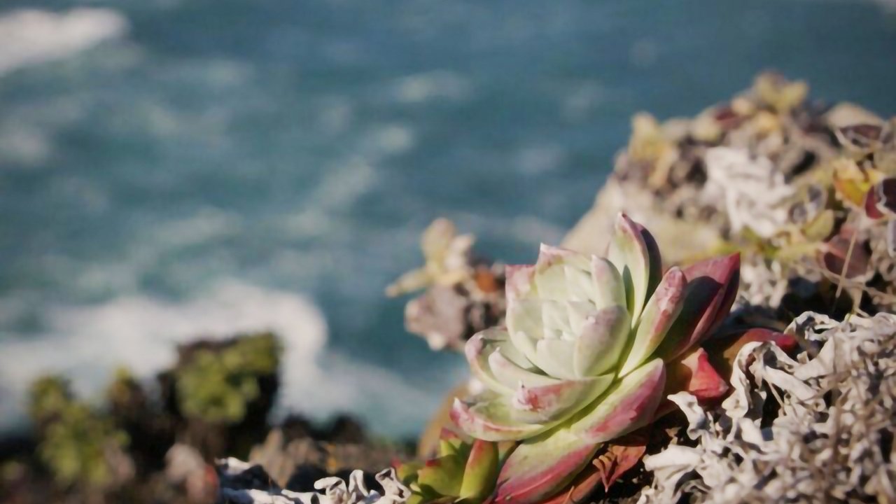 Backdrop image for movie Plant Heist