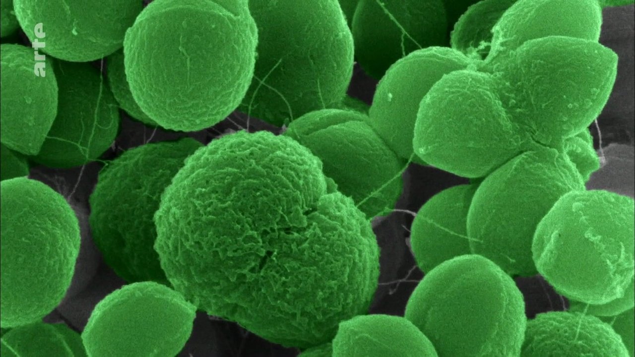 Backdrop image for movie The Nature of Things: The Antibiotic Hunters