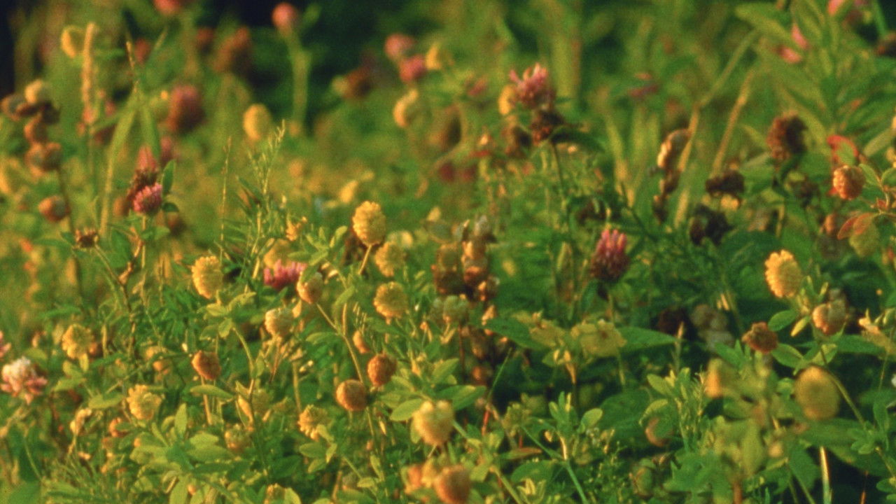 Backdrop image for movie Small Mountains